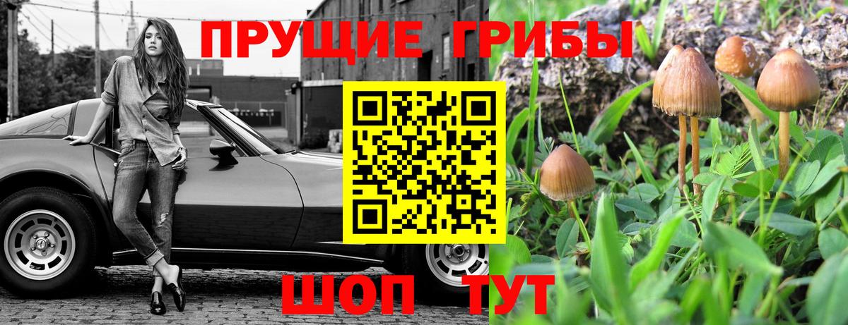 Галлюциногенные грибы Psilocybine cubensis Можайск